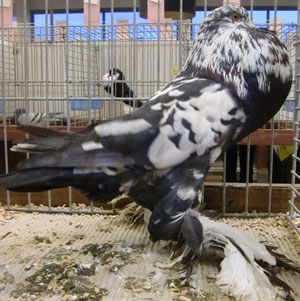 Ghent Cropper Black Mottled
