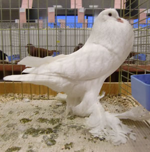 Ghent Cropper White