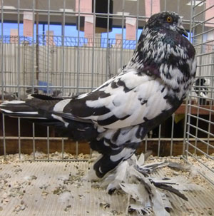 Ghent Cropper Black Mottled
