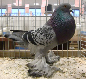 Ghent Cropper Checked Blue