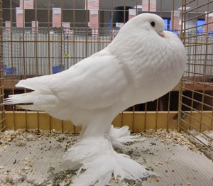 Ghent Cropper White