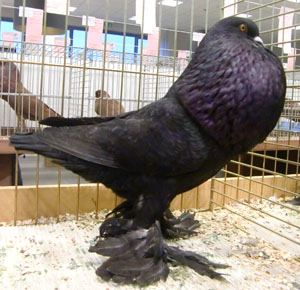 Ghent Cropper Black