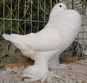  White