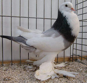 Dominican Ash Blue 