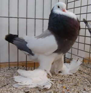  Dominican Ash Blue 