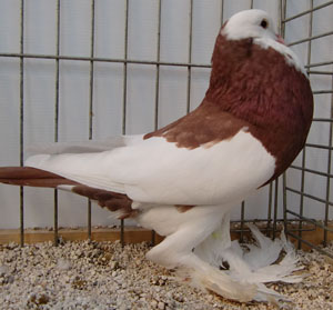  Dominican Red