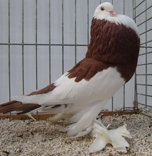  Dominican Red