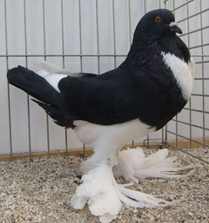  Black Pied