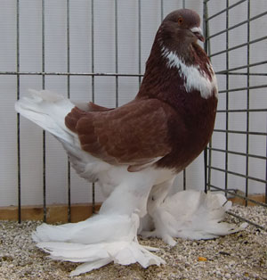  Pied Red