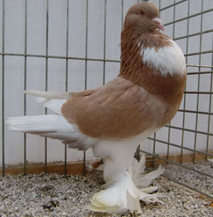  Yellow Pied