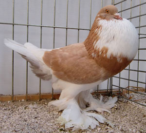  Yellow Pied