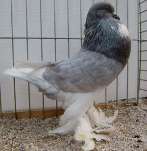  Spread Ash Pied