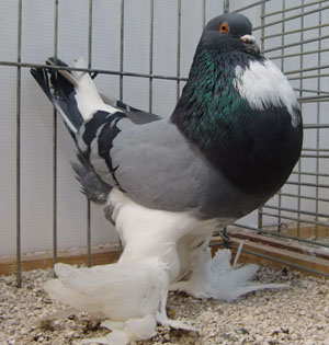  Blue Pied