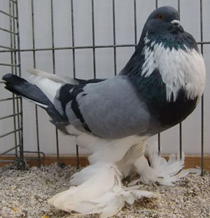  Blue Pied