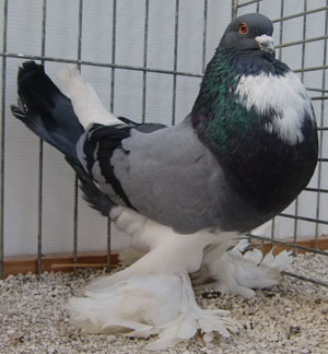  Blue Pied