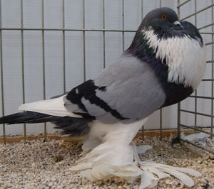  Blue Pied