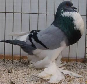  Blue Pied
