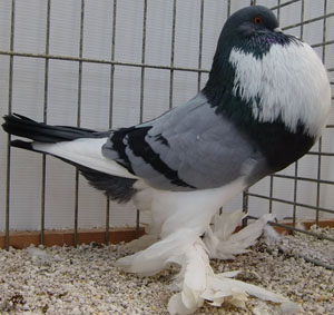  Blue Pied