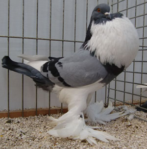  Blue Pied