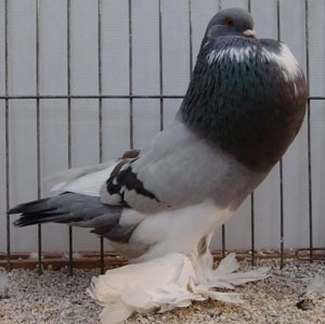  Ash Blue Pied