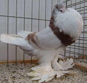  Ash Red Pied