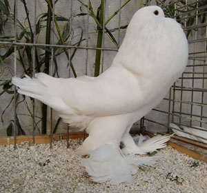  White