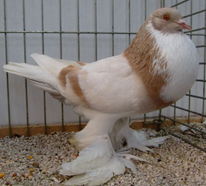  Ash Yellow Pied