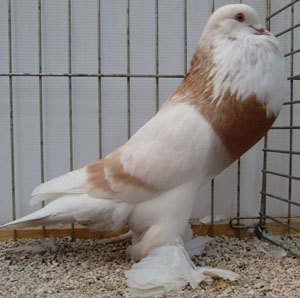  Ash Yellow Pied