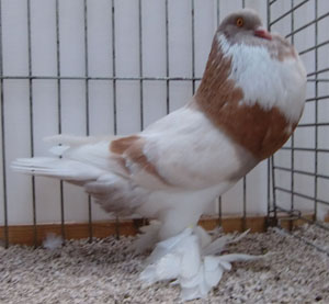  Ash Yellow Pied