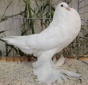  White