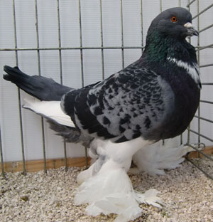 Blue Checked Pied