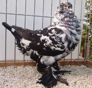 Black Tigered