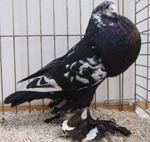  Black Tigered