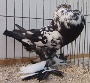  Black Mottled