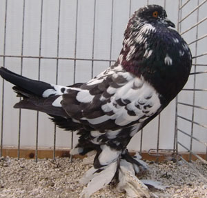  Black Mottled