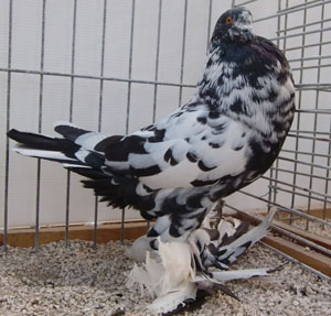  Black Mottled