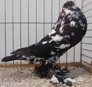  Black Mottled