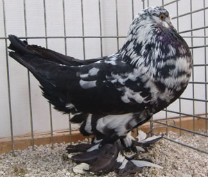 Black Mottled