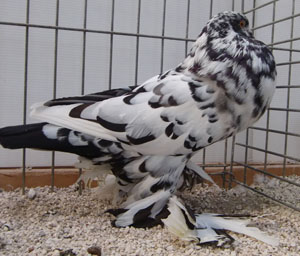  Black Mottled