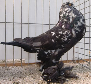  Black Mottled