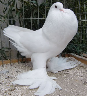  White