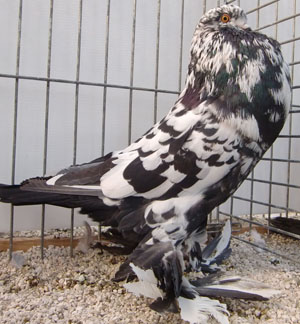  Black Mottled