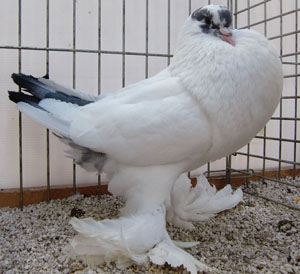  Tail Marked Blue