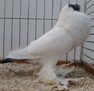  Tail Marked Blue