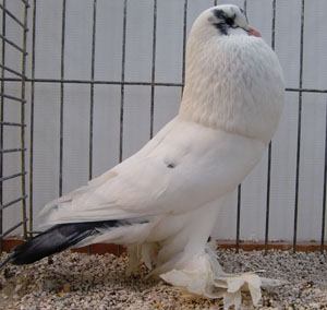  Tail Marked Blue