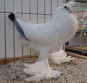  Tail Marked Blue