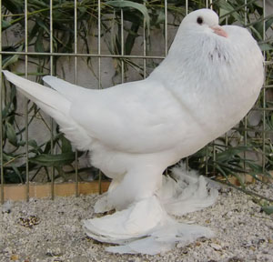  White