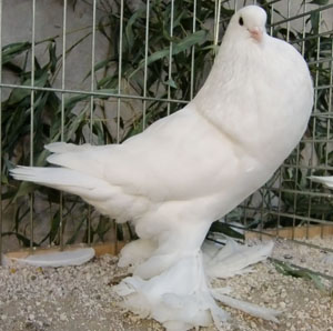  White