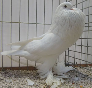  White