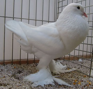  White